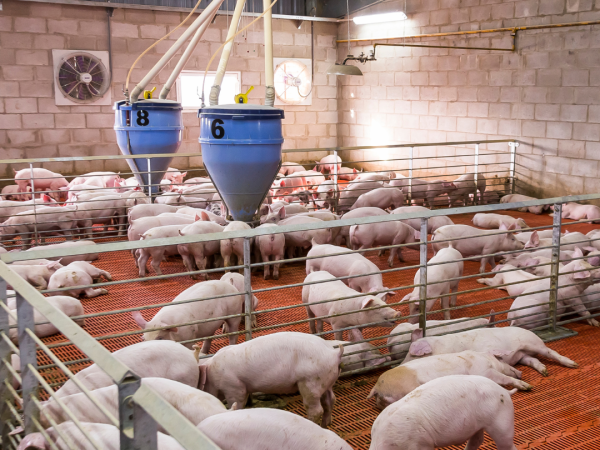 Photo of an indoor pig farm