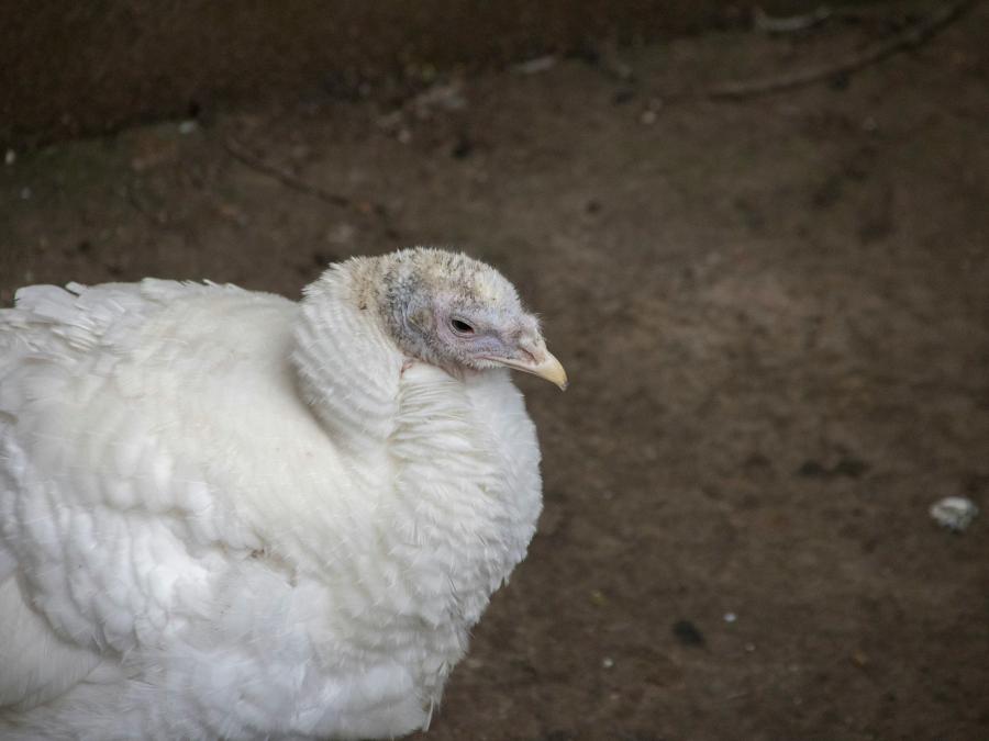 turkey