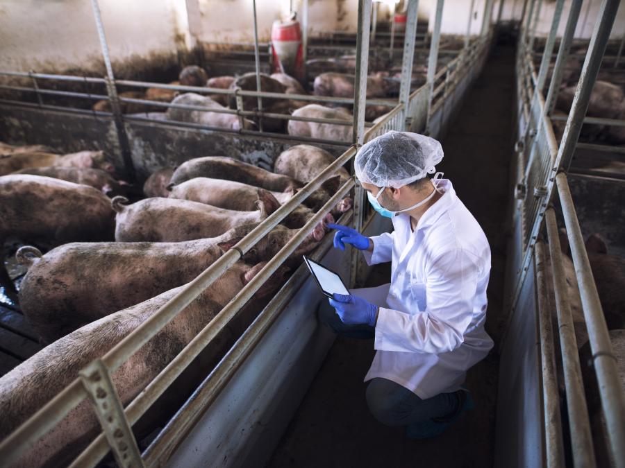 pig farm